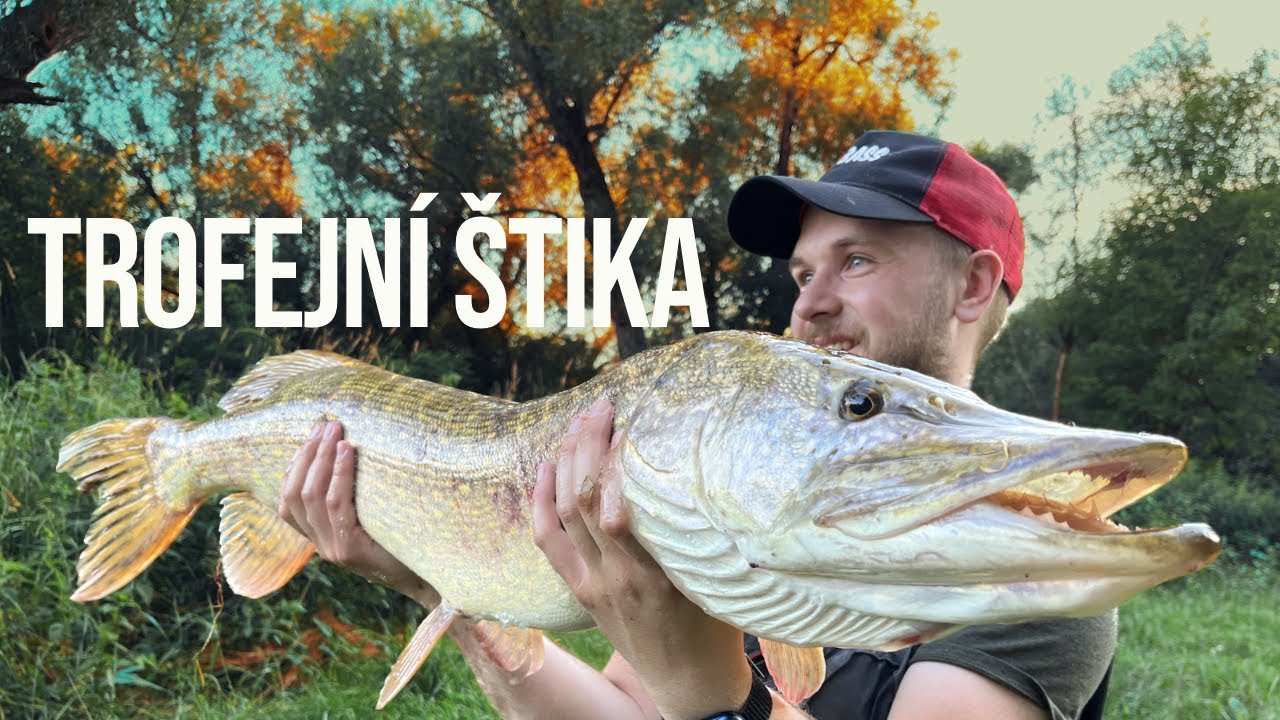 Trofejní štika