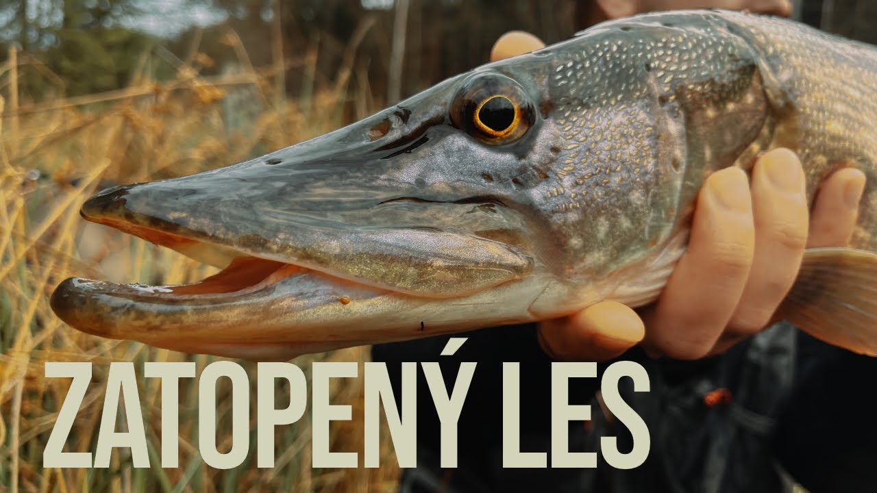 ŠTIKY V ZATOPENÉM LESE (Divoká voda 2/2)