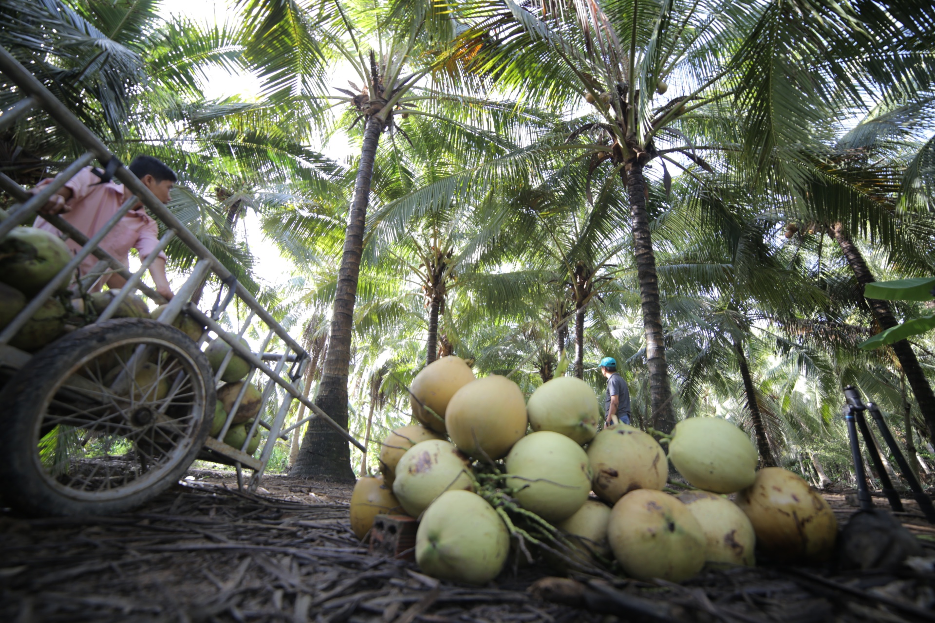 HOW COCONUTS ARE PROCESSED