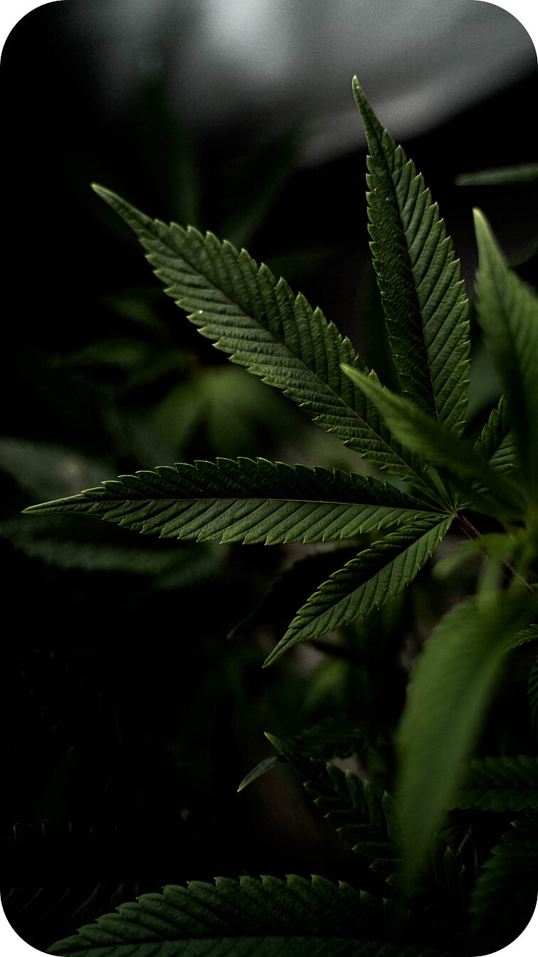 WHAT IS THCV?