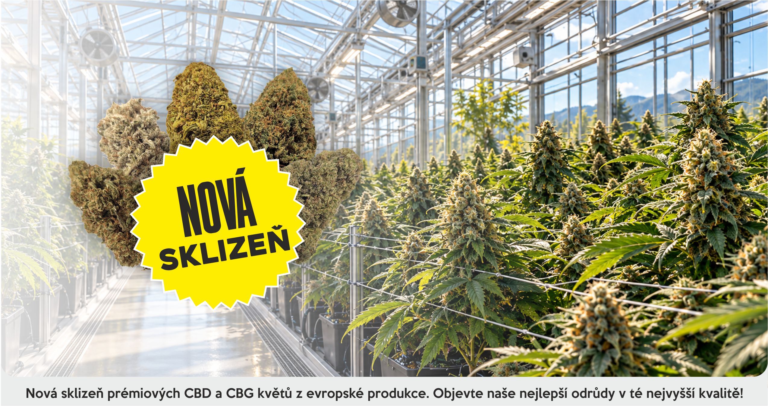 CBD kvety - nova sklizen 1