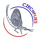 Czech Flies