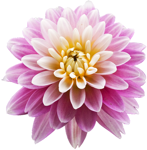 Význam kvetov - Dahlia