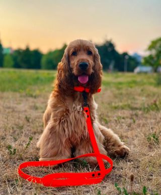 🧡 Princ @rastyhaven & NEONOVĚ ORANŽOVÝ SET z Daisypet.cz 🧡 Děkujeme za foto ! 📸 No není Rasty k sežrání ? 🤩🤩🤩 Set vodítka...