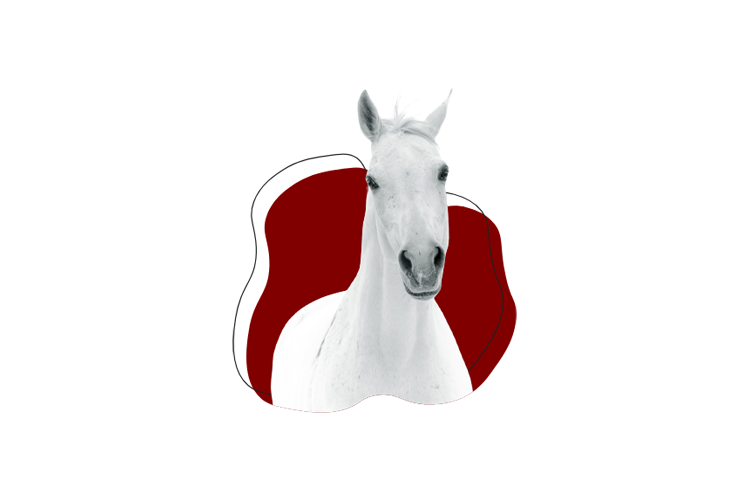 Koňa