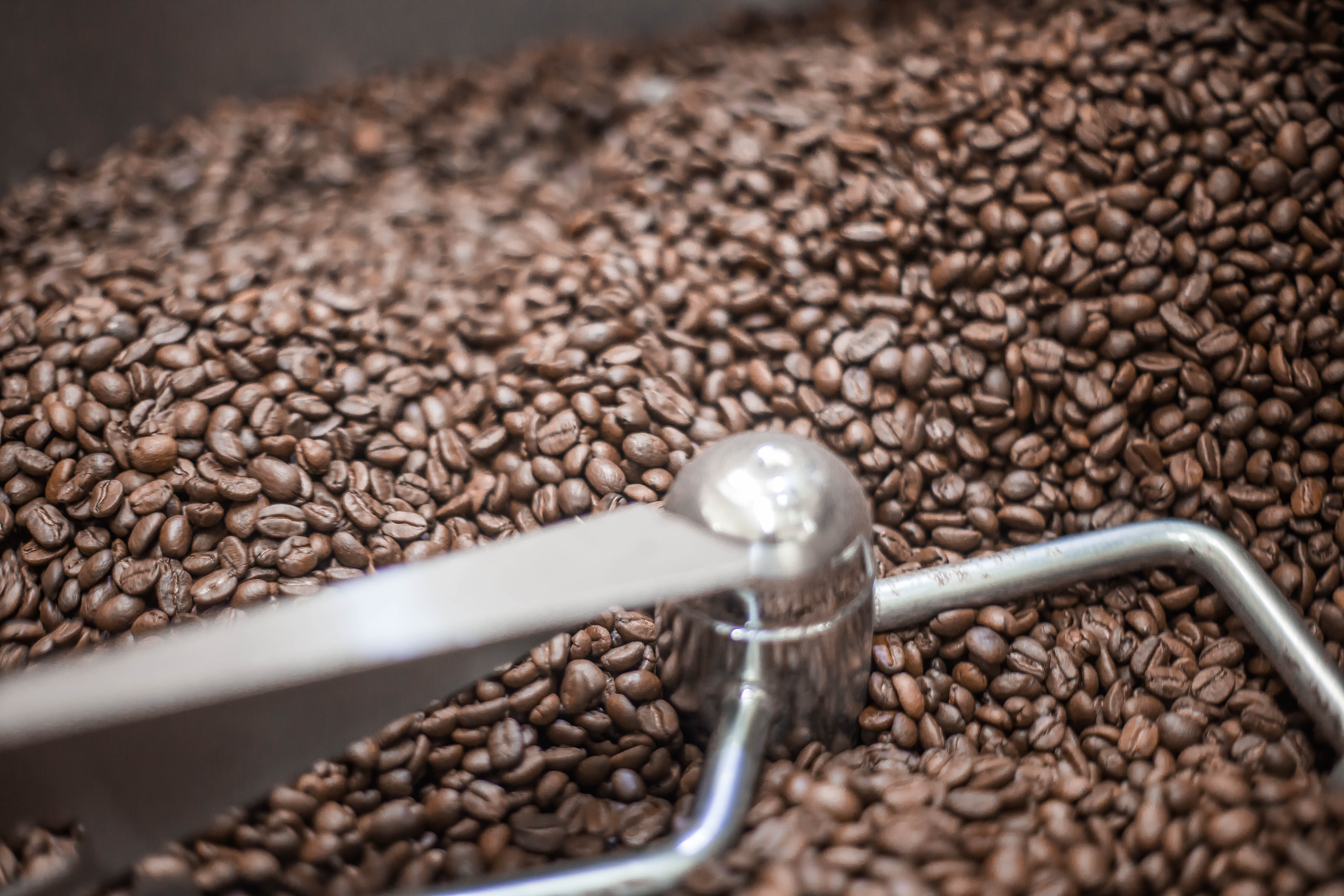 Tři nejčastější mýty o robustě