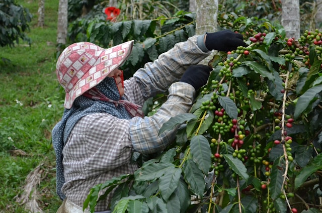 Prozkoumejte odrůdy kávovníku arabika: Bourbon, Typica, Geisha, Caturra