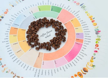 Flavor Wheel: Jak číst a používat aroma kolo kávy