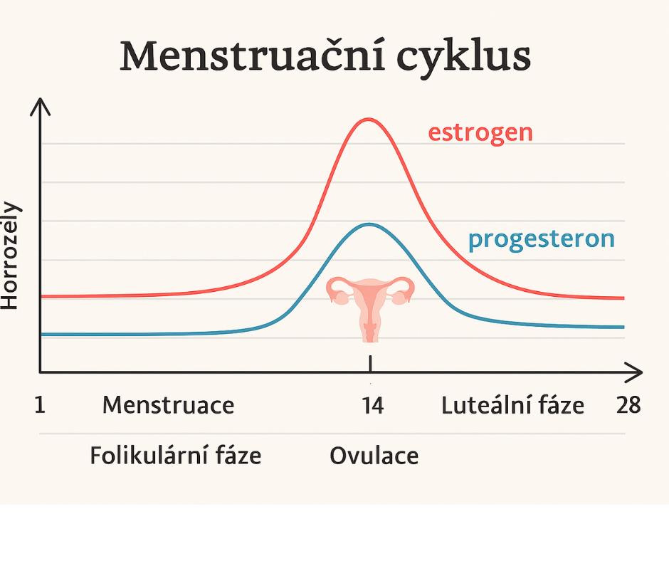 menstruační cyklus - graf
