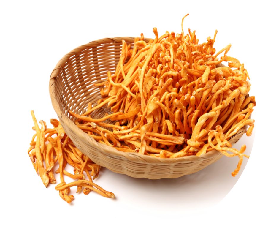 houba cordyceps