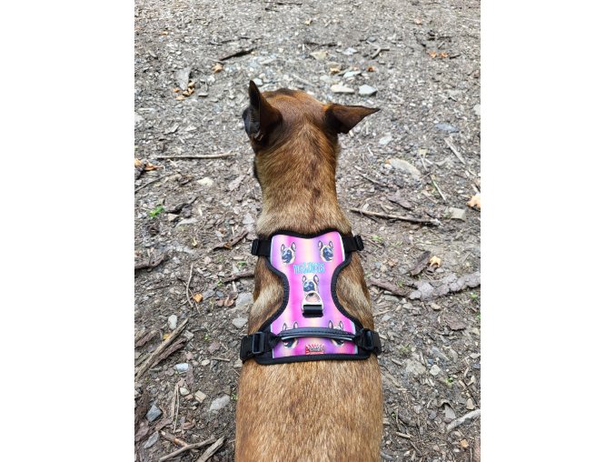 Harness Malinois Letters