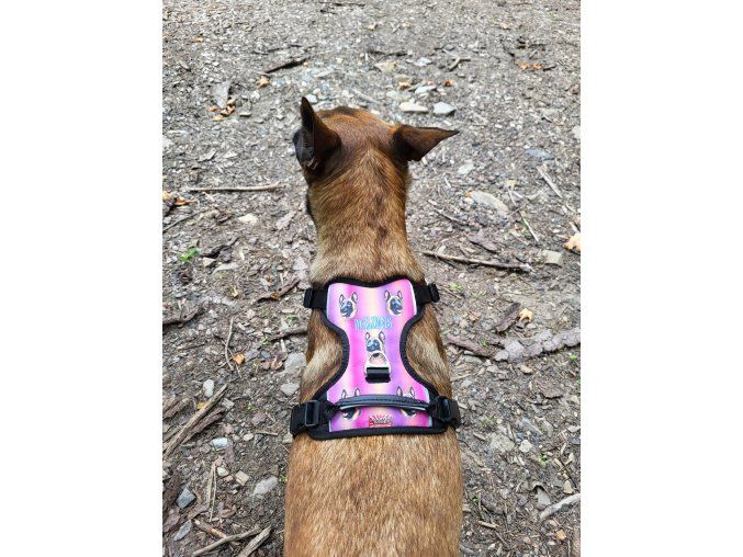 Postroj Malinois Letters