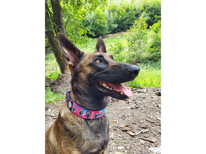 Semi-slip Collar Martingale Malinois Army