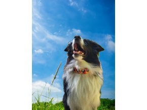 Obojek Border Collie