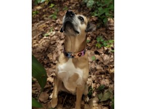 Collar Labrador Retriever