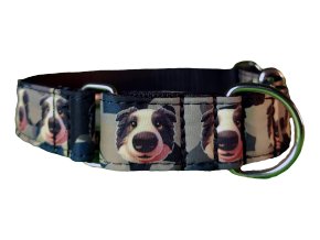 Semi-slip Collar Border Collie