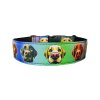 Collar Labrador Retriever