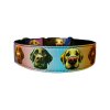 Collar Labrador Retriever