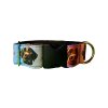 Collar Labrador Retriever