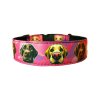 Collar Labrador Retriever