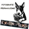 Polostahovací obojek Mini Bullterrier Hlavy