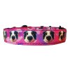 Semi-slip Collar Border Collie