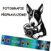 Postroj Malinois Letters