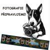 Postroj Malinois Letters