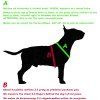 Postroj Malinois Letters