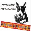 Postroj Malinois Letters