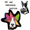 Polštář Bullterrier Star