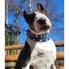 Semi-slip Collar Bullterrier El Muerto 🖤☠️