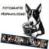 Polostahovací obojek Bullterrier Hlavy