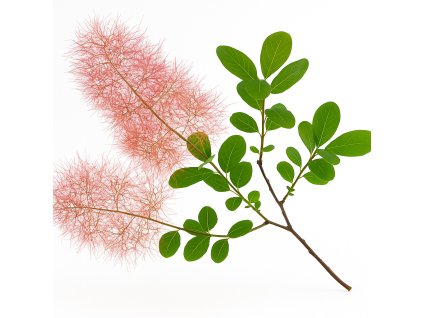 ruj vlasata cottinus coggygria