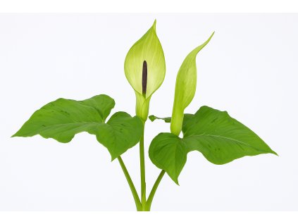 aron plamaty oddenek