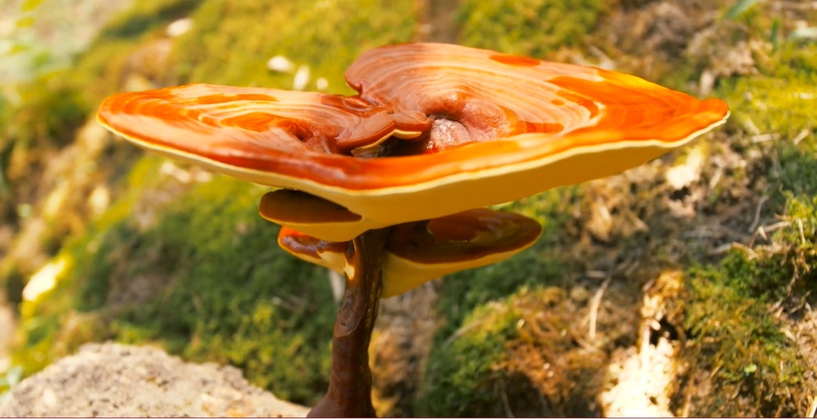 Reishi – huba nesmrteľnosti, ktorá podporuje imunitu a vitalitu