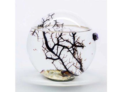BEACHWORLD 20 cm – uzavrety ekosystem s garnatmi (mini biosfera)