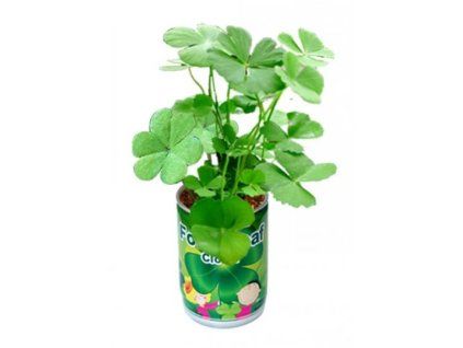 Stvorlistky v plechovke