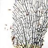 Beachworld biosfera s gorgoniou 40 cm