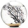BEACHWORLD, 15 cm – uzavrety ekosystem s garnatmi