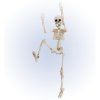 Model kostry 50 cm