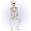 Kostra Skeleton 50 cm