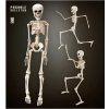 Kostra Skeleton 50 cm
