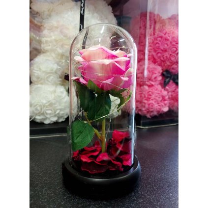 svietiaca ruza ruzova