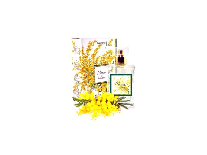 mimosa
