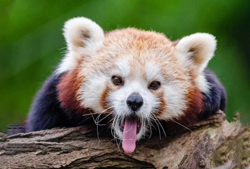 Zvířata a příroda