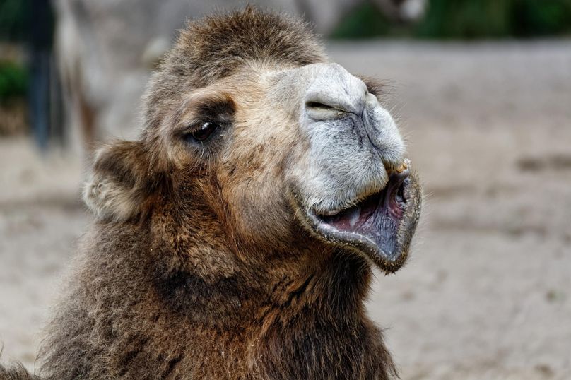 Světový den zvířat