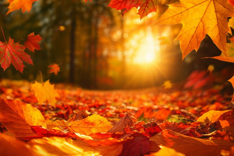 Významné a vtipné mezinárodní dny v listopadu