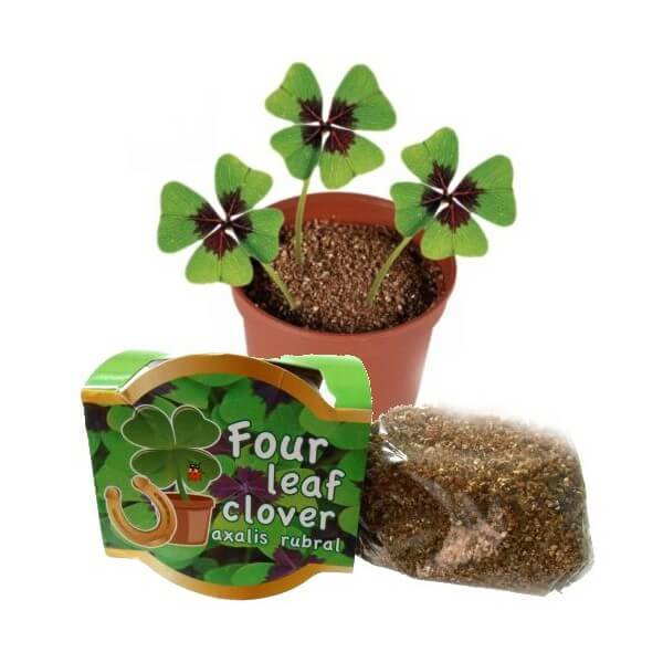 Vypěstuj si čtyřlístek- štěstí