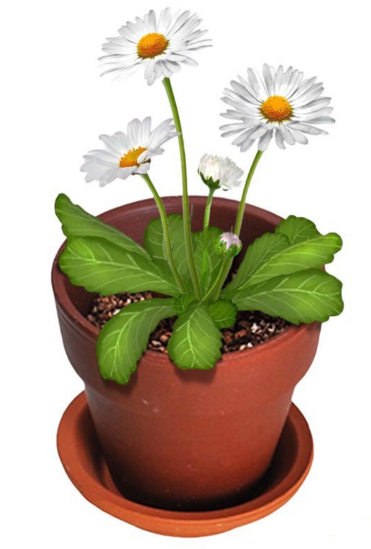 Vypěstuj si- Sedmikráska